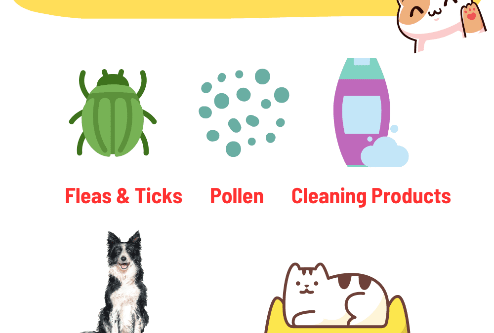 Complete Guide on Cat Allergies, Causes, Symptoms, Treatment, Tests and Costs (2023)