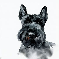 Black Russian Terrier dog breed petzedia