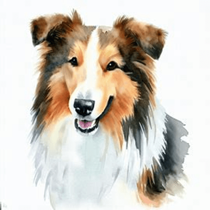 English Collie Shepherd dog breed petzpedia
