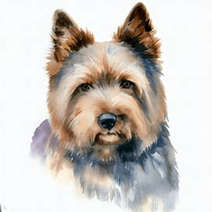 English Cotralian dog breed petzpedia