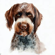 German Rough Haired Pointer (Deutscher Rauhhaariger Vorstehhund) dog breed petzedia