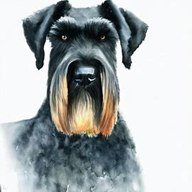 Giant Schnauzer dog breed petzedia