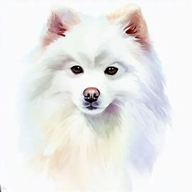 Japanese Spitz  dog breed petzpedia