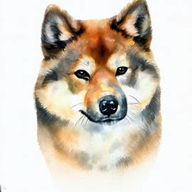 Karelo-Finnish Laika  dog breed petzpedia