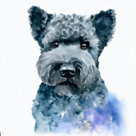 Kerry Blue Terrier  dog breed petzpedia