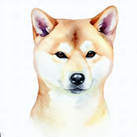 Korean Jindo  dog breed petzpedia