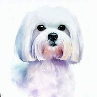 Maltese  dog breed petzpedia