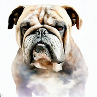 Olde English Bulldogge  dog breed petzpedia