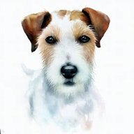 Parson Russell Terrier  dog breed petzpedia