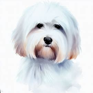 Coton de Tulear Dog Breed Petzpedia