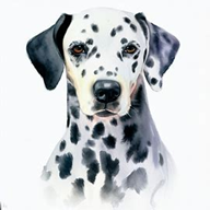 Dalmatian Dog Breed Petzpedia
