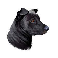 Phu Quoc Ridgeback  dog breed petzpedia