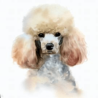 Poodle  dog breed petzpedia