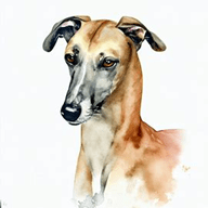 Rampur Greyhound  dog breed petzpedia