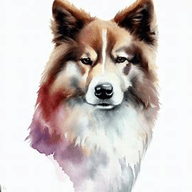 Rize Koyun (Rize Sheepdog)  dog breed petzpedia