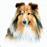 Rough Collie  dog breed petzpedia
