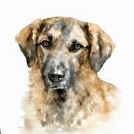 Sabueso Español (Spanish Scenthound)  dog breed petzpedia