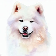 Samoyed  dog breed petzpedia