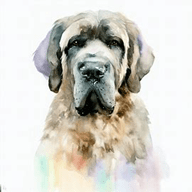 Spanish Mastiff  dog breed petzpedia