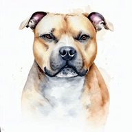 Staffordshire Bull Terrier  dog breed petzpedia