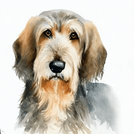 Styrian Coarse- dog breed petzpediahaired Hound 