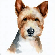 Teddy Roosevelt Terrier  dog breed petzpedia