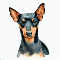 Toy Manchester Terrier  dog breed petzpedia