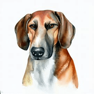 Trigg Hound  dog breed petzpedia