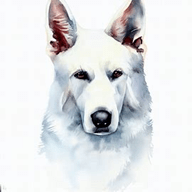 White Shepherd (American White Shepherd)  dog breed petzpedia
