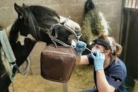 Rehabbing a Starved, Neglected, or Abused Horse (2023)