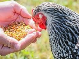 Dangerous Foods to Your Chickens