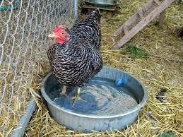 Effective Methods for Keeping Your Chickens Cool in the Summer Heat (2023)