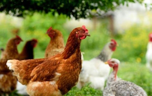 5 Effective Ways to Keep Chickens Out of Your Garden (2023)