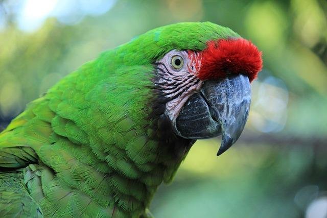 Dominating Parrot Care: From Conduct to Wellbeing