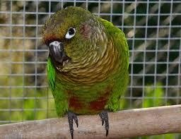 Achieving an Ideal Aviary: 5 Effective Approaches