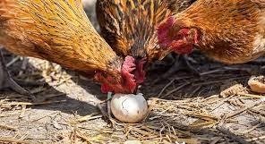 Understanding and Preventing Chicken Egg-Eating Behaviour