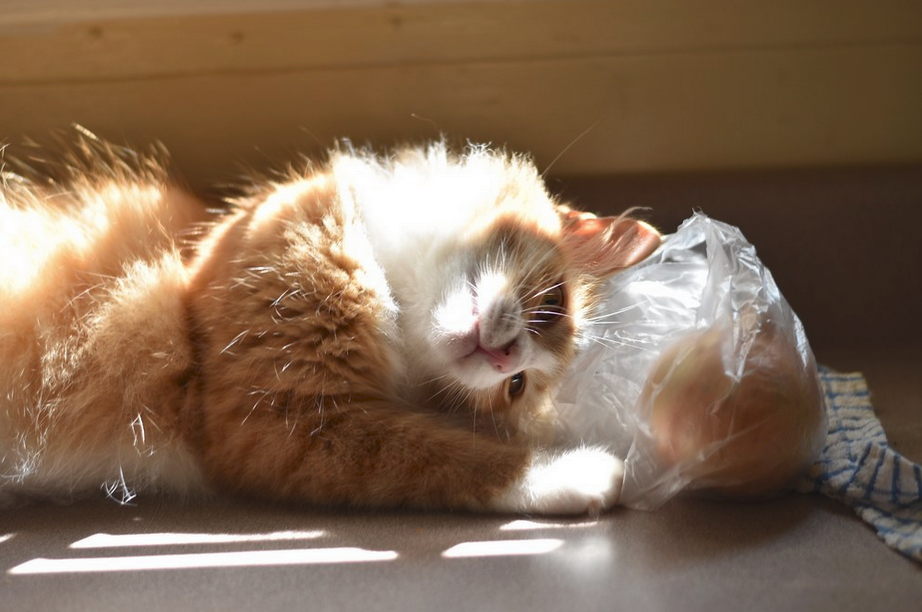Cat Consumed Plastic