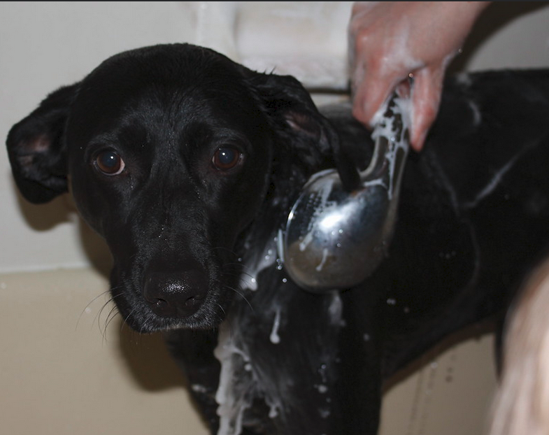Is it Safe for My Dog to Bathe After a Vaccination? 