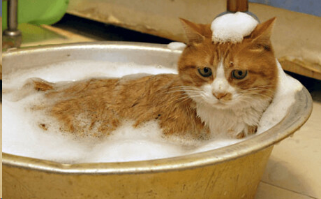 Soap Safe To Use On A Cat